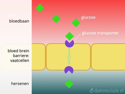 illustratie glucose transportes bloed brein barriere