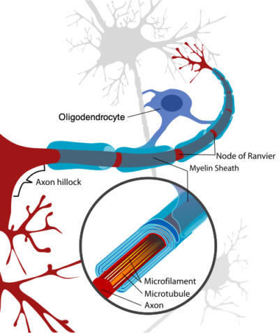 Oligodendrocyt ontwikkelt myeline