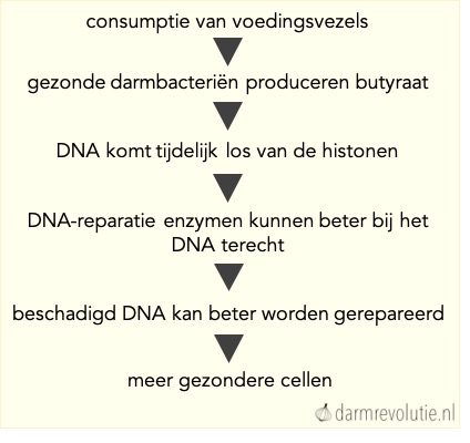 stroomschema vezels en DNA reparatie